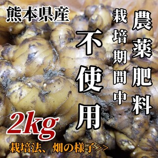 囲い生姜 無肥料 農薬栽培期間中不使用 露地栽培 熊本県産 2kg