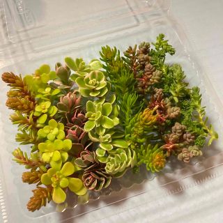 多肉植物 ＊8種類セダムカット苗セット⑦＊(その他)