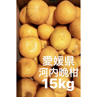 愛媛県産　宇和ゴールド　河内晩柑　15kg(フルーツ)