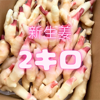 高知県産　新生姜　2キロ　101(野菜)