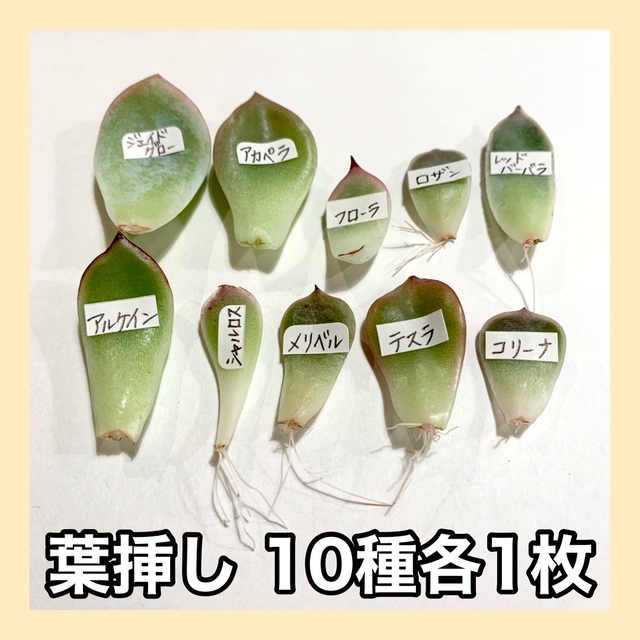 多肉植物 韓国苗 葉挿し10枚セット ハンドメイドのフラワー/ガーデン(その他)の商品写真