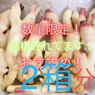 数量限定　少し訳あり新生姜　102(野菜)