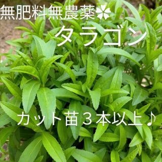 無肥料無農薬✿タラゴン(野菜)