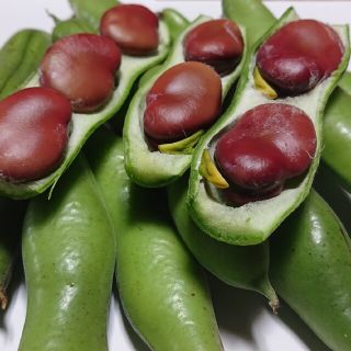 ✳️農薬不使用そら豆✳️初姫剥き実120g✖️5袋(野菜)
