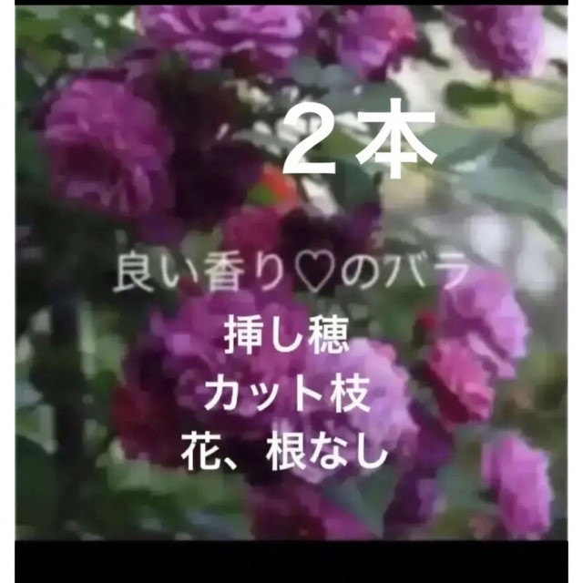挿し穂(ᵔᴥᵔ)スイートチャリオット♡ ♡良い香りのバラ♡可愛いお庭♡
