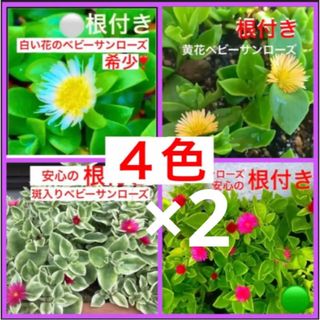 ⑧安心の根付き☆白花入り☆ベビーサンローズ☆４色セットよく増える⛳️初心者向き☆(プランター)