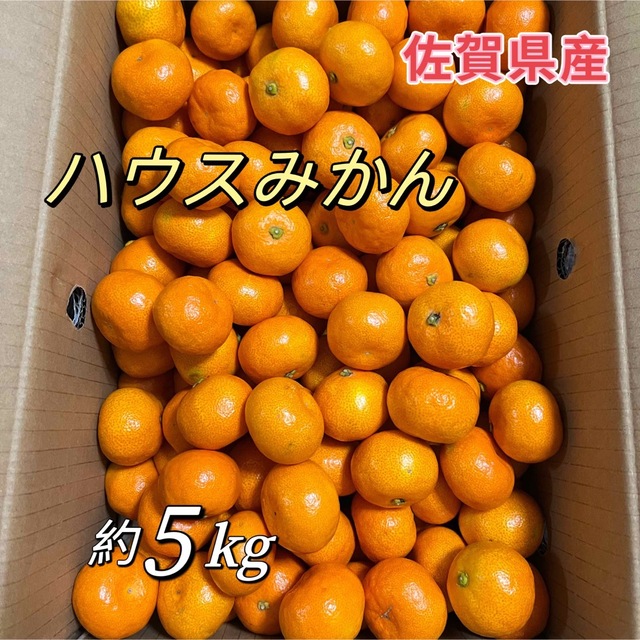 唐津 ハウスみかん 約5kg 佐賀産 温室みかん - フルーツ