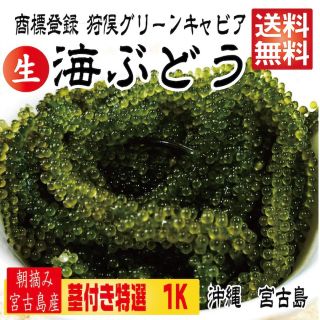 宮古島直送！生 海ぶどう 茎付き 1キロ タレ付 茎の多いB品です(魚介)