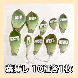 多肉植物 韓国苗 葉挿し10枚セット(その他)