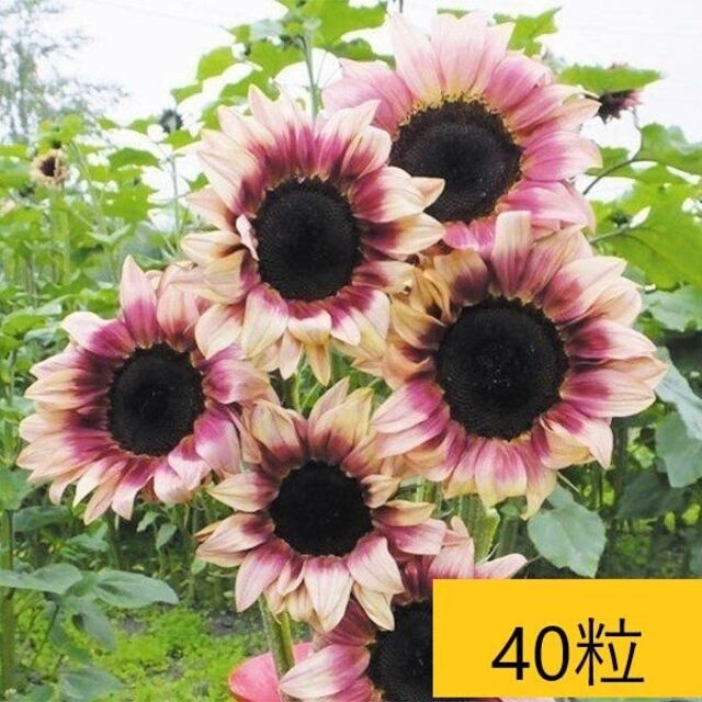 【花の種】40粒 珍しい二色咲きひまわり F1 プロカットプラム クリーム色に赤 ハンドメイドのフラワー/ガーデン(プランター)の商品写真