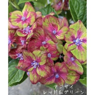 魅惑の花色　アジサイ　☘　レッド＆グリーン　☘　苗　あじさい　紫陽花(その他)