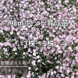 宿根八重咲きかすみ草（赤・ピンク）ポット苗3〜5株  赤花カスミソウ抜き苗(プランター)