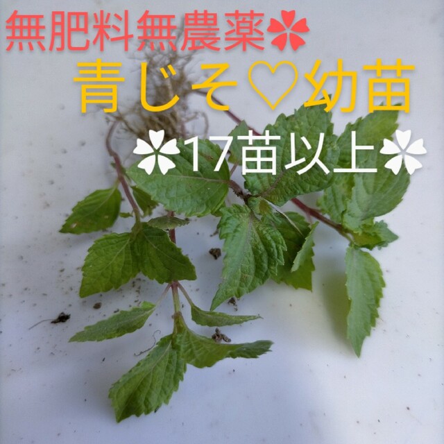 無肥料無農薬✿青じそ　大葉　抜き苗 食品/飲料/酒の食品(野菜)の商品写真