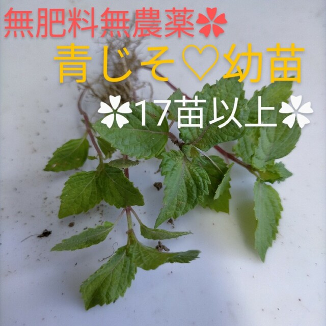 ネコポス✿無肥料無農薬✿青じそ　大葉　抜き苗 ハンドメイドのフラワー/ガーデン(プランター)の商品写真
