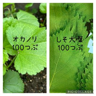 野菜の種　2品種  おまけ付き(野菜)