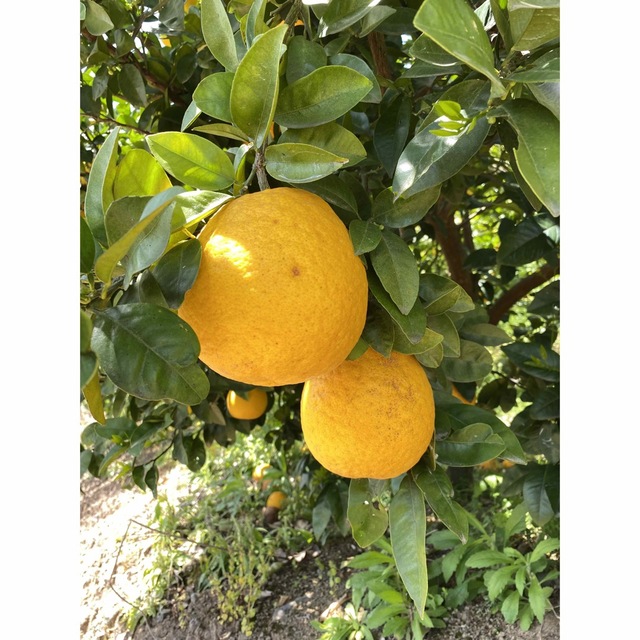 ジューシーオレンジ7キロ 食品/飲料/酒の食品(フルーツ)の商品写真