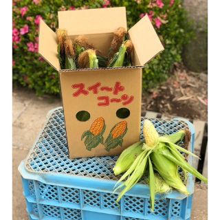 朝採！とうもろこし産地直送！10本セット(野菜)