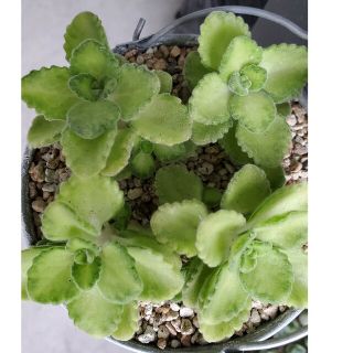 多肉植物　斑入りアロマティカス　アロマティカスヴァリエガータ　カット(その他)