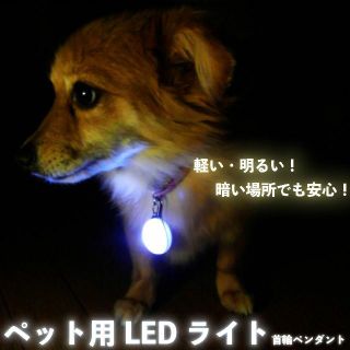 H10336【送料無料】ペット用首輪ペンダントLED オレンジ ペット用品 犬(犬)