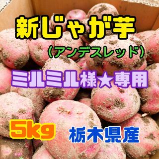 栃木県産　新じゃが芋(アンデスレッド)(野菜)