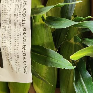 はこ様専用静岡森町産甘々娘トウモロコシ7本(野菜)