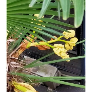シュロの葉 棕櫚の葉 シュロ ドライフラワー 籠 草木染め 染料 ハンドメイド(その他)
