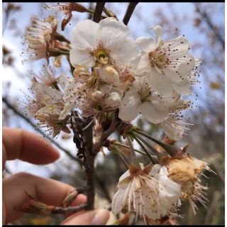 彼岸桜　花苗　1株　ヒガンザクラ　さくらんぼの木　シンボルツリー庭木　即購入禁止(その他)