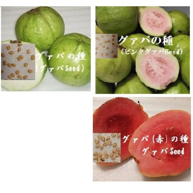 R6.31『3種のグァバのたね』 グァバSeed フルーツ種子　熱帯果樹た 食品/飲料/酒の食品(フルーツ)の商品写真