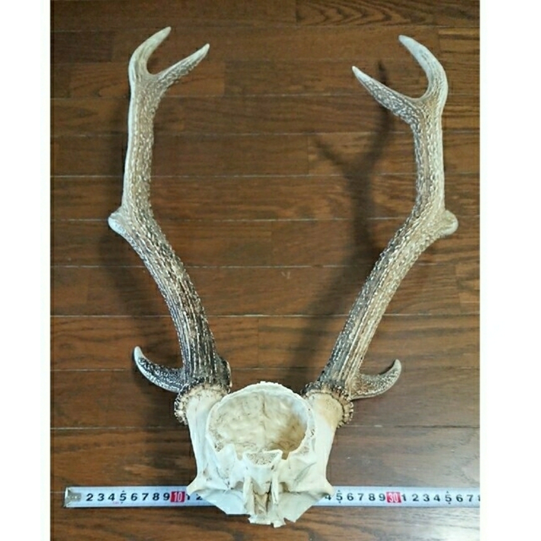 美品、一点物】鹿 ツノ 角 つの 頭蓋骨付き 約60cmの通販 by 美品、一点物】鹿 ツノ 角 つの 頭蓋骨付き 約60cmの通販 by