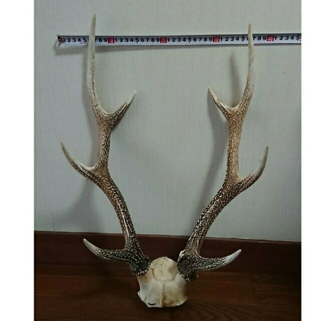 鹿の角 頭蓋骨付 ニホンジカ Deer Horn 全長約65 cm 置物 - 置物 鹿の角 頭蓋骨付 ニホンジカ Deer Horn 全長約65 cm 置物 - 置物