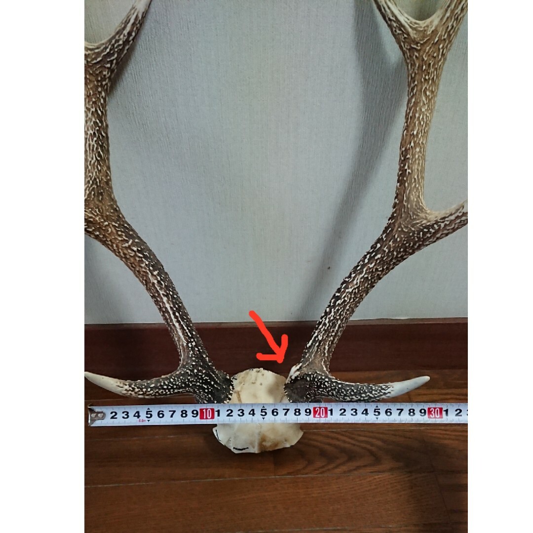 美品、一点物】鹿 ツノ 角 つの 頭蓋骨付き 約60cmの通販 by 美品、一点物】鹿 ツノ 角 つの 頭蓋骨付き 約60cmの通販 by