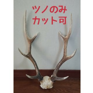 【美品、一点物】鹿 ツノ 角 つの  頭蓋骨付き 約60cm(その他)