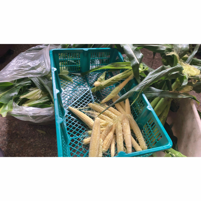 農薬不使用香川県産ヤングコーン、ネコポスいっぱい 食品/飲料/酒の食品(野菜)の商品写真