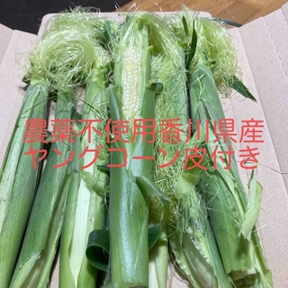 農薬不使用香川県産ヤングコーン、ネコポスいっぱい(野菜)