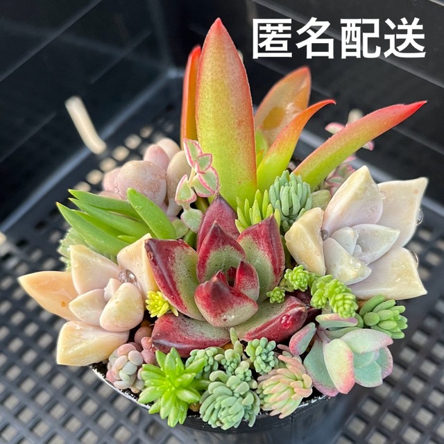激安直販入荷 多肉植物寄せ植え セダムカット 韓国苗 102525.15円 その他 多肉植物・セダム❤️ いろいろカット✂️