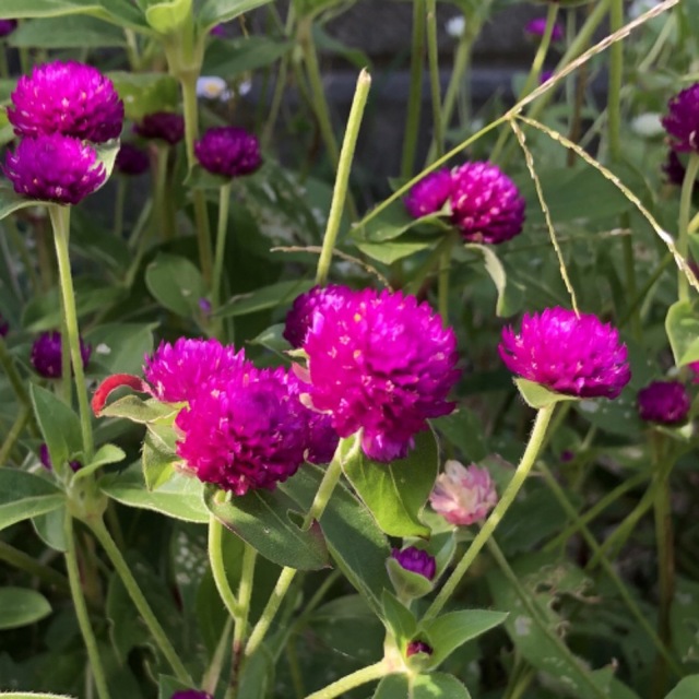 千日紅　紫の種 ハンドメイドのフラワー/ガーデン(その他)の商品写真
