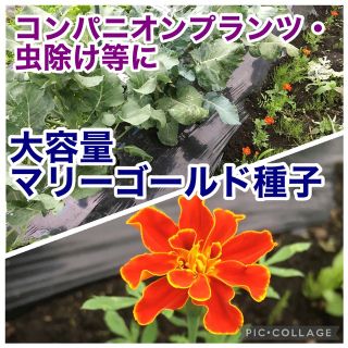 マリーゴールド★種子★無農薬★超大量★コンパニオンプランツ★虫除け★オレンジ(その他)