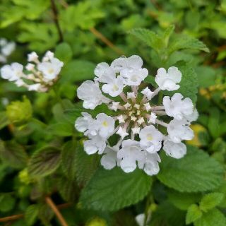 ランタナ白　挿し木　５本‼️‼️(プランター)