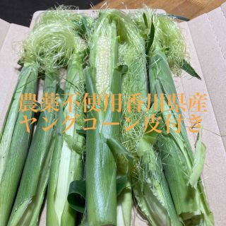 農薬不使用香川県産ヤングコーン皮付き、ネコポスいっぱい(野菜)