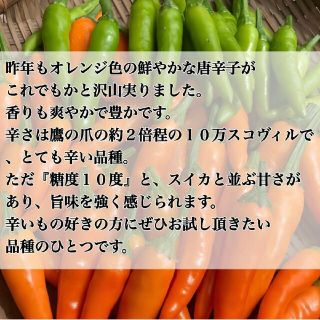 鷹の爪の２倍辛く糖度が高い旨辛みかん唐辛子の種10粒＋アルファ(調味料)