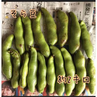 朝採れ　そら豆(野菜)