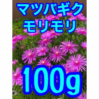 ピンクの可愛い花が咲く　多肉植物　マツバギク　カット苗10個　即購入歓迎(その他)