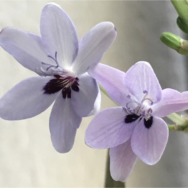 花の種　ヒメヒオウギブルー ハンドメイドのフラワー/ガーデン(その他)の商品写真