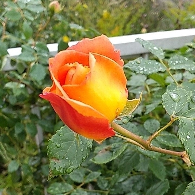 つるばら大輪～アイスバーグ　透明感のある薔薇　ポット苗