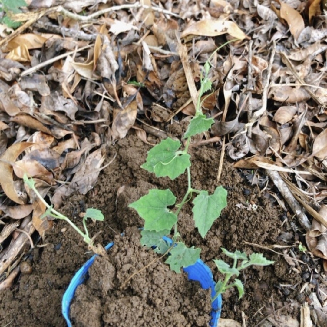 カラスウリ芽付球根と種10粒　種と球根　烏瓜球根　植えるだけ　グリーンカーテン ハンドメイドのフラワー/ガーデン(プランター)の商品写真