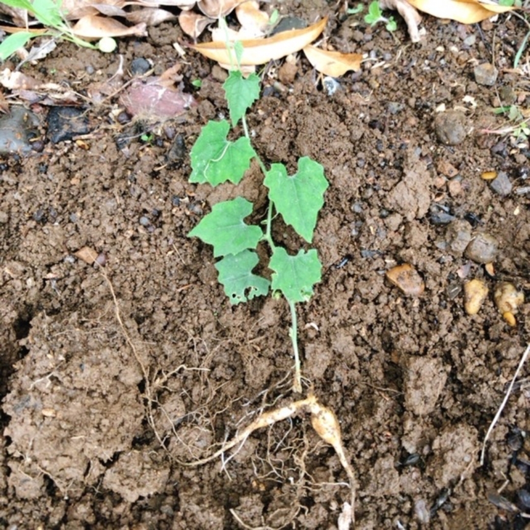 カラスウリ芽付球根と種10粒　種と球根　烏瓜球根　植えるだけ　グリーンカーテン ハンドメイドのフラワー/ガーデン(プランター)の商品写真