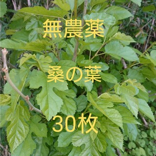 無農薬  桑の葉 生葉 30枚(茶)