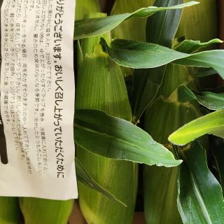 静岡県遠州森町産甘々娘トウモロコシ10本(野菜)