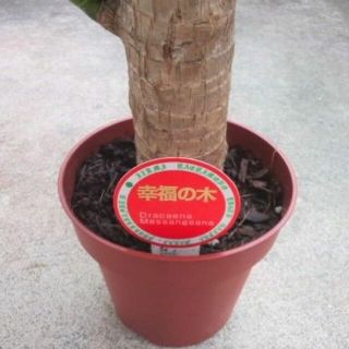 斑入り　苗　幸福の木　ドラセナ・マッサン　観葉植物　グリーン(その他)
