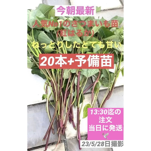 人気のさつまいも苗(紅はるか)ねっとりしたとても甘い 20本+予備苗 食品/飲料/酒の食品(野菜)の商品写真